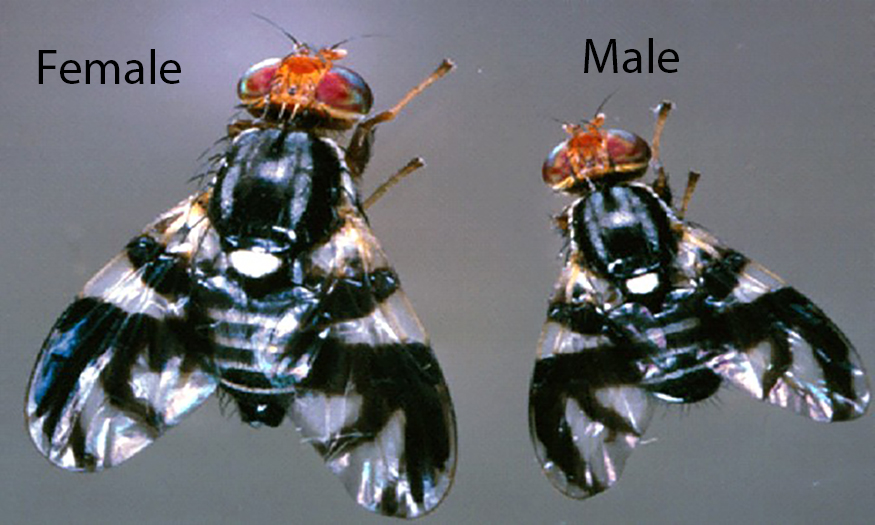 BB Maggot Male and Femal Figure 2.jpg
